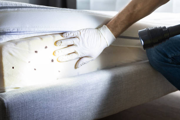 Best Flea Control Services  in Triangle, VA