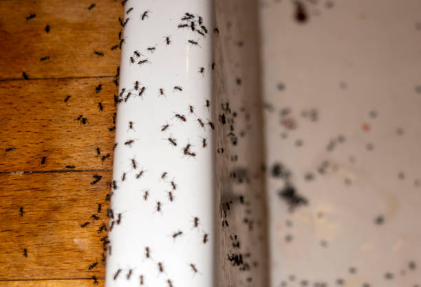 Best Mosquito Control Services  in Triangle, VA