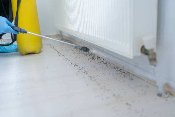 Best Best Pest Control Companies  in Triangle, VA
